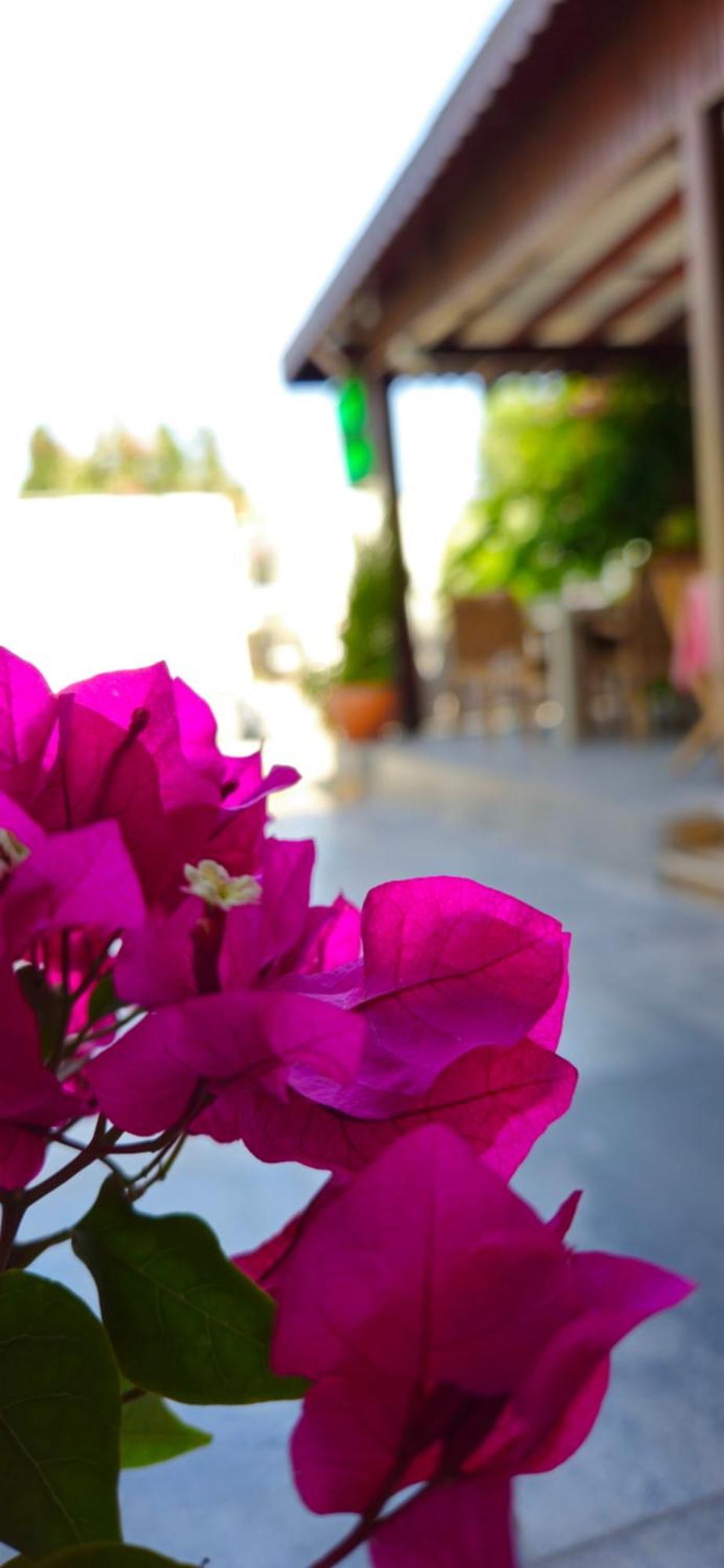Merkez Kumsal Pansiyon Bodrum Exteriér fotografie